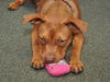 ZaZa the Sweet Little Red Terrier