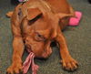 ZaZa the Sweet Little Red Terrier