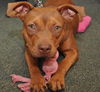 ZaZa the Sweet Little Red Terrier