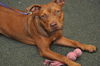 ZaZa the Sweet Little Red Terrier