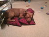 ZaZa the Sweet Little Red Terrier