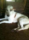 Priscilla the Loving Shepherd