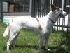 Priscilla the Loving Shepherd