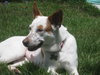 Priscilla the Loving Shepherd