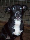 Fosse the Lab