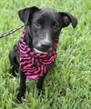 Fosse the Lab