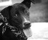 Fosse the Lab
