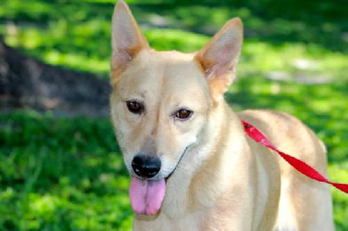 Abby the White Shepherd