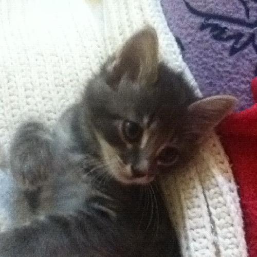 Lil' Dumpling the Kitten