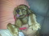 Linguini the Cocker Spaniel
