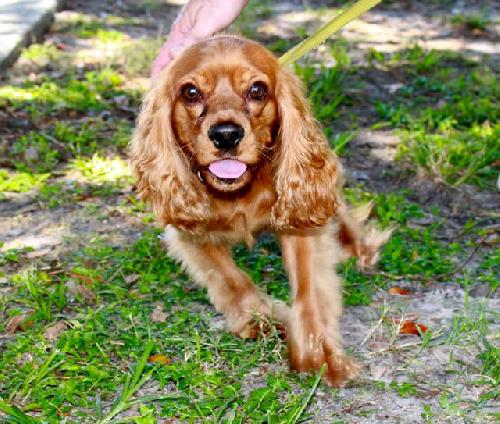 Linguini the Cocker Spaniel