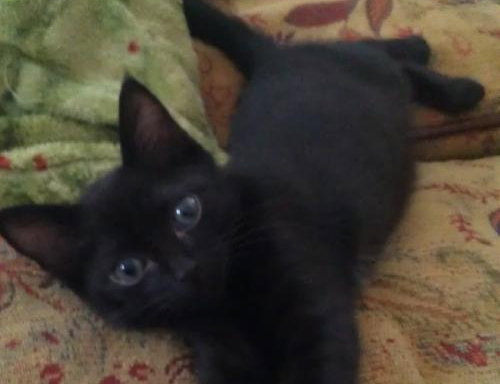 Jeremiah the Sock-Lovin' Kitten
