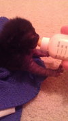Jeremiah the Sock-Lovin' Kitten