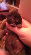 Jeremiah the Sock-Lovin' Kitten