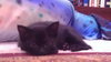 Jeremiah the Sock-Lovin' Kitten