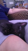 Jeremiah the Sock-Lovin' Kitten