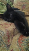 Jeremiah the Sock-Lovin' Kitten