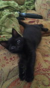Jeremiah the Sock-Lovin' Kitten