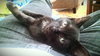 Jeremiah the Sock-Lovin' Kitten