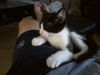 Cypress the Mellow & Loving  Kitten