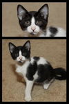 Cypress the Mellow & Loving  Kitten