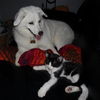 Cypress the Mellow & Loving  Kitten