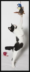 Cypress the Mellow & Loving  Kitten