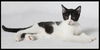 Cypress the Mellow & Loving  Kitten