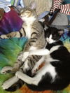 Cypress the Mellow & Loving  Kitten