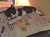 Cypress the Mellow & Loving  Kitten