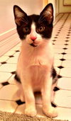 Cypress the Mellow & Loving  Kitten