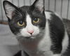 Cypress the Mellow & Loving  Kitten