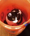 Cypress the Mellow & Loving  Kitten