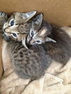 Kitty Perry the Kitten