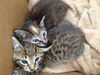 Kitty Perry the Kitten