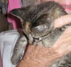 Kitty Perry the Kitten