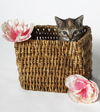 Kitty Perry the Kitten