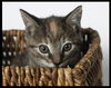 Kitty Perry the Kitten