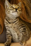 Kitty Perry the Kitten