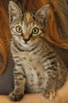 Kitty Perry the Kitten