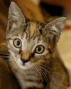 Kitty Perry the Kitten