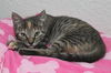 Kitty Perry the Kitten
