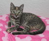 Kitty Perry the Kitten