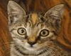 Kitty Perry the Kitten