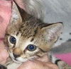 Ri Ri the Handsome Kitten