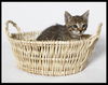 Ri Ri the Handsome Kitten
