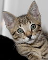 Ri Ri the Handsome Kitten