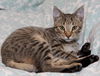 Ri Ri the Handsome Kitten