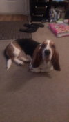 Chuck the Basset Hound