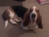 Chuck the Basset Hound